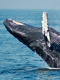 Whale